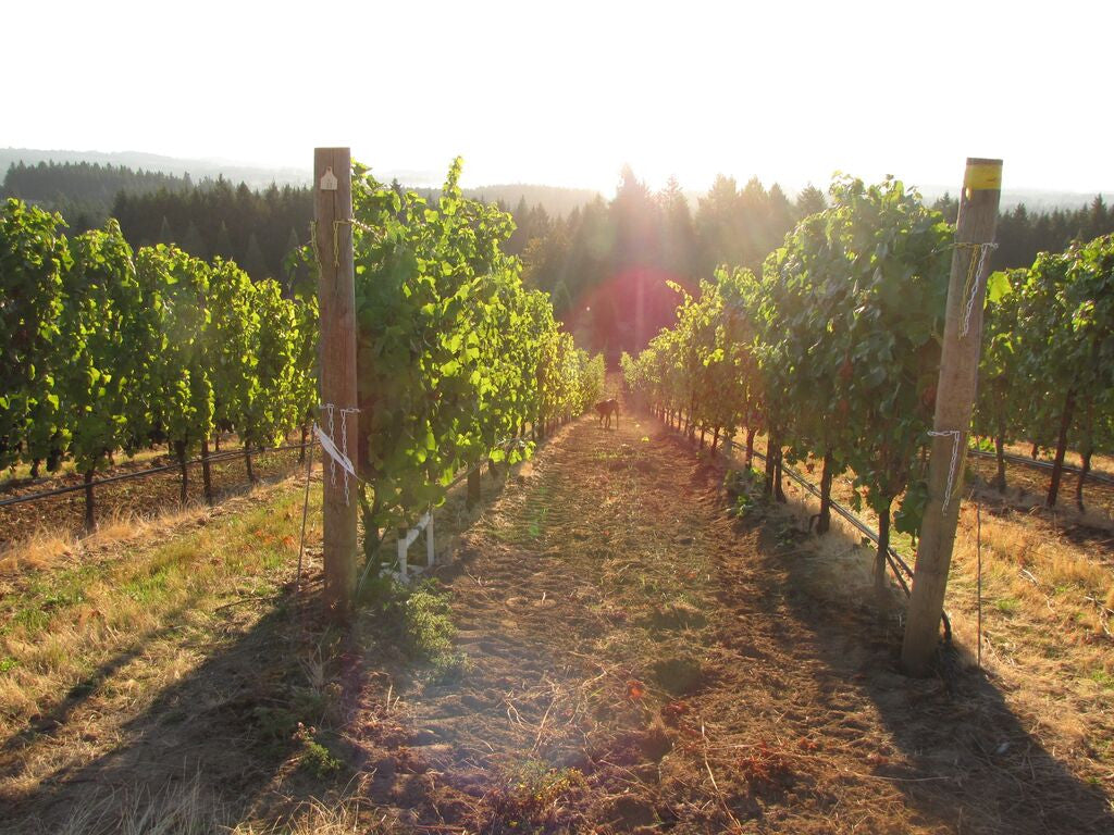 Jose on 2012 Viticultural Farming Practices (Video)